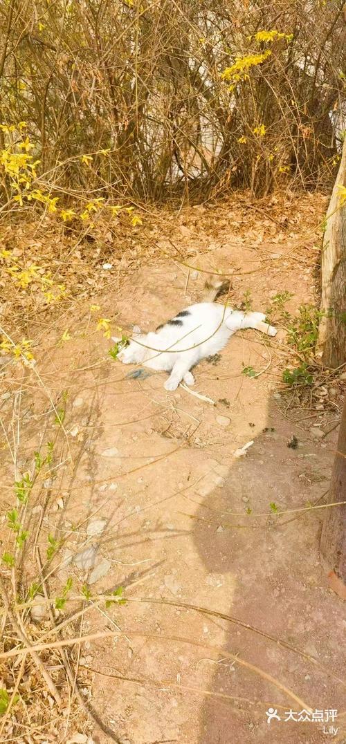 猫咪到处蹭是怎么了，猫咪老到处蹭？-第3张图片-后鲨宠物