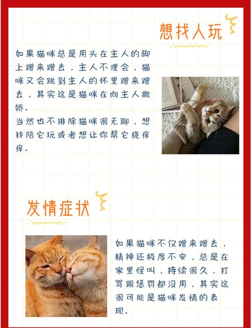 猫咪到处蹭是怎么了，猫咪老到处蹭？-第4张图片-后鲨宠物
