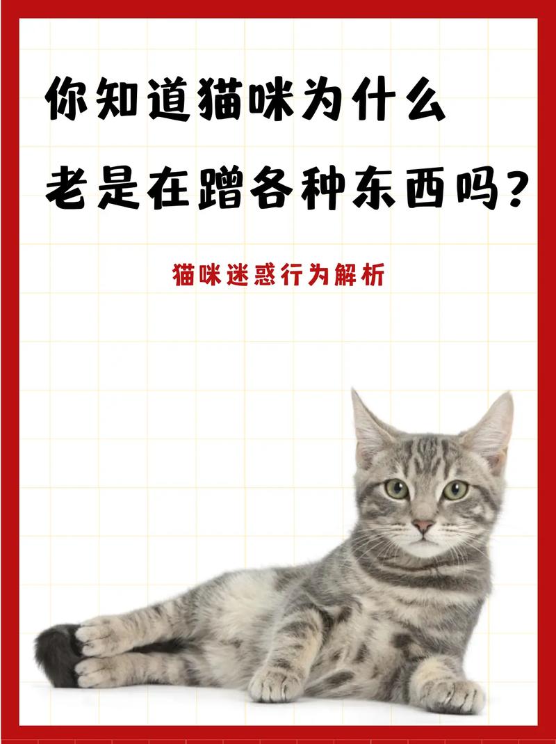 猫咪到处蹭是怎么了，猫咪老到处蹭？-第5张图片-后鲨宠物
