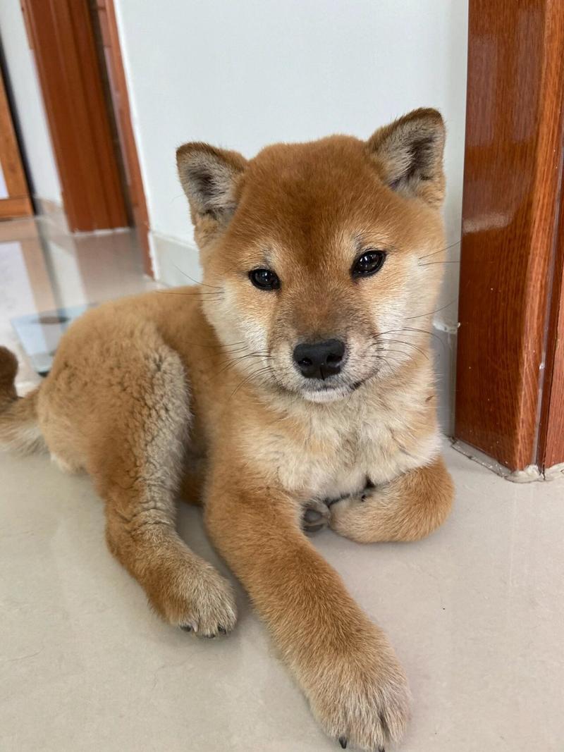 三个月的狗狗吃什么,三个月的狗狗吃什么狗粮合适?-第6张图片-后鲨宠物 三个月的狗狗吃什么,三个月的狗狗吃什么狗粮合适?-第6张图片-后鲨宠物