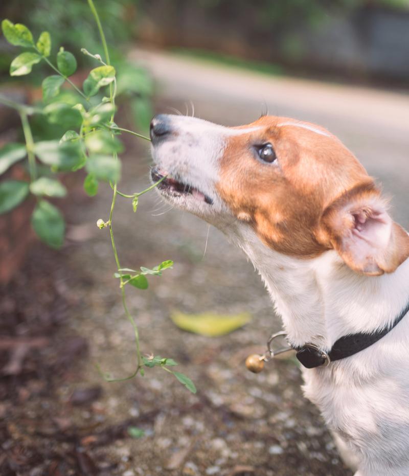 狗狗可以吃豌豆吗,狗狗可以吃豌豆吗多少克?-第3张图片-后鲨宠物 狗狗可以吃豌豆吗,狗狗可以吃豌豆吗多少克?-第3张图片-后鲨宠物