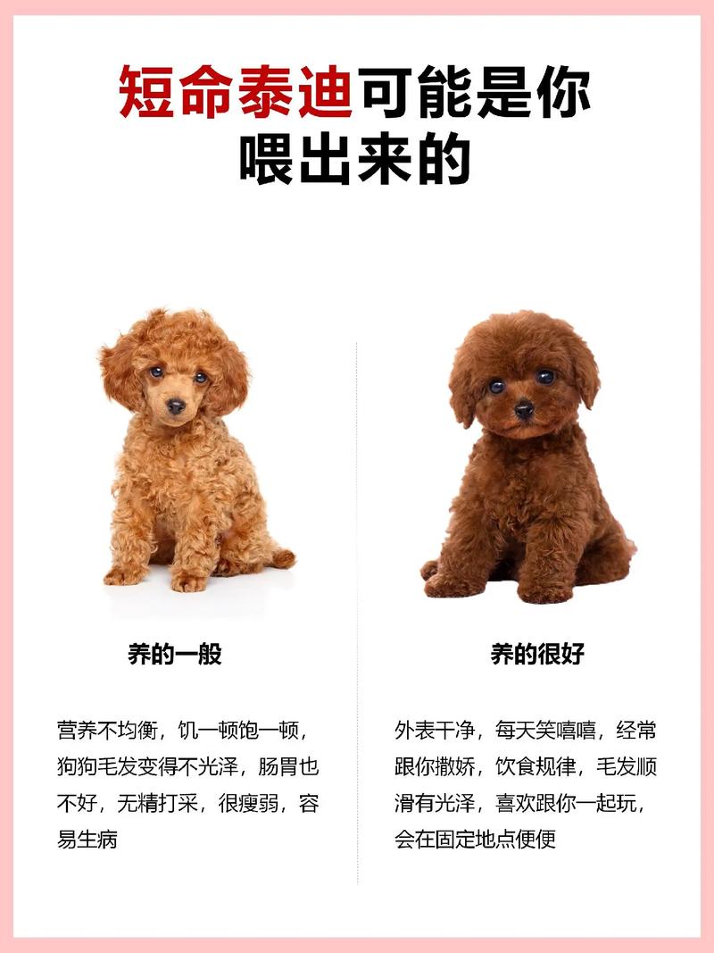 泰迪狗狗可以吃猪肉吗_泰迪狗狗可以吃猪肉吗?-第1张图片-后鲨宠物 泰迪狗狗可以吃猪肉吗_泰迪狗狗可以吃猪肉吗?-第1张图片-后鲨宠物