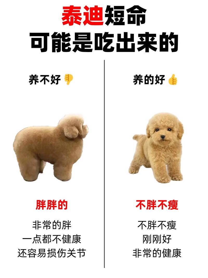 泰迪狗狗可以吃猪肉吗_泰迪狗狗可以吃猪肉吗?-第4张图片-后鲨宠物 泰迪狗狗可以吃猪肉吗_泰迪狗狗可以吃猪肉吗?-第4张图片-后鲨宠物