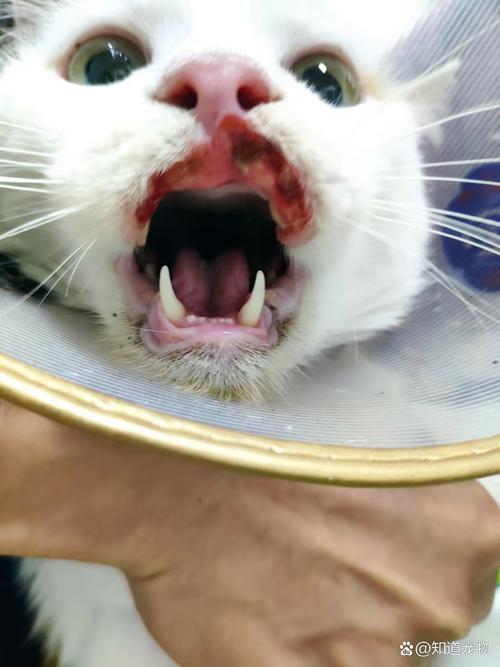 猫咪嗜酸性肉芽肿早期症状,猫嗜酸性肉芽肿不治疗有什么后果-第2张图片-后鲨宠物 猫咪嗜酸性肉芽肿早期症状,猫嗜酸性肉芽肿不治疗有什么后果-第2张图片-后鲨宠物