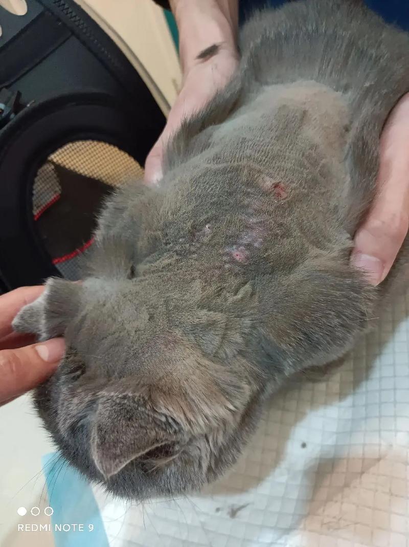 猫咪嗜酸性肉芽肿早期症状,猫嗜酸性肉芽肿不治疗有什么后果-第4张图片-后鲨宠物 猫咪嗜酸性肉芽肿早期症状,猫嗜酸性肉芽肿不治疗有什么后果-第4张图片-后鲨宠物