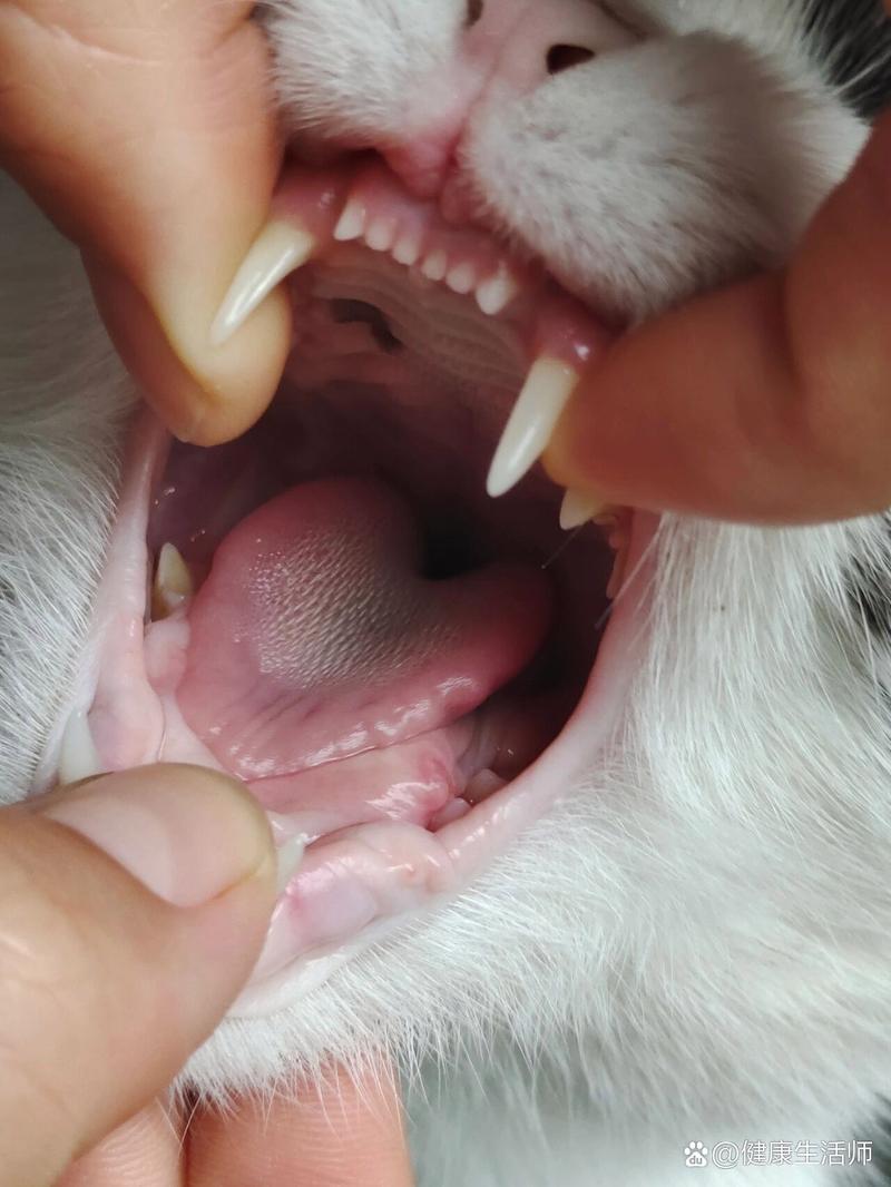 猫咪嗜酸性肉芽肿早期症状,猫嗜酸性肉芽肿不治疗有什么后果-第5张图片-后鲨宠物 猫咪嗜酸性肉芽肿早期症状,猫嗜酸性肉芽肿不治疗有什么后果-第5张图片-后鲨宠物