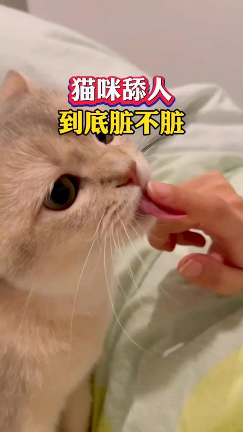猫咪舔人什么意思_猫舔人说明啥-第2张图片-后鲨宠物 猫咪舔人什么意思_猫舔人说明啥-第2张图片-后鲨宠物
