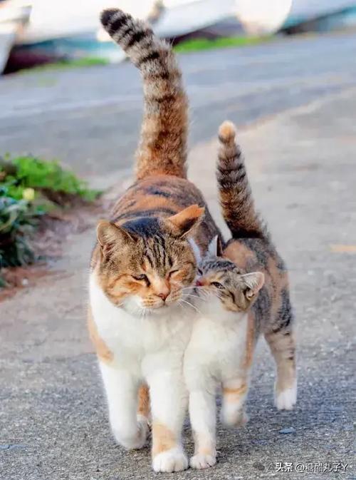 跟猫咪亲嘴会生病吗_和猫咪亲嘴会不会得狂犬病-第1张图片-后鲨宠物 跟猫咪亲嘴会生病吗_和猫咪亲嘴会不会得狂犬病-第1张图片-后鲨宠物