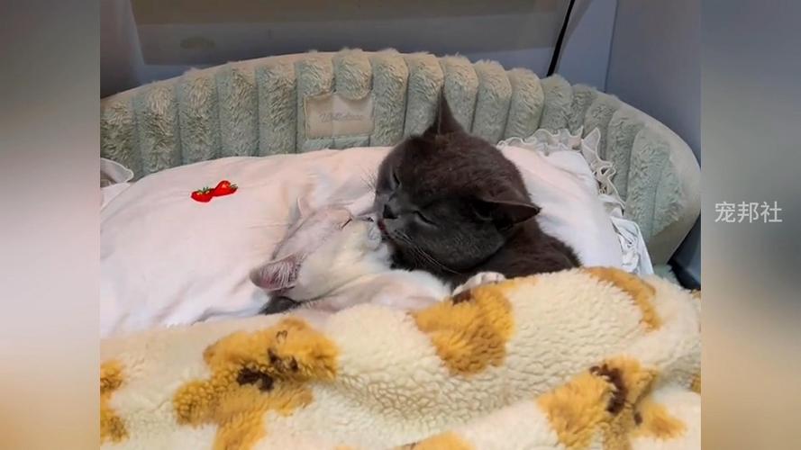 跟猫咪亲嘴会生病吗_和猫咪亲嘴会不会得狂犬病-第2张图片-后鲨宠物 跟猫咪亲嘴会生病吗_和猫咪亲嘴会不会得狂犬病-第2张图片-后鲨宠物