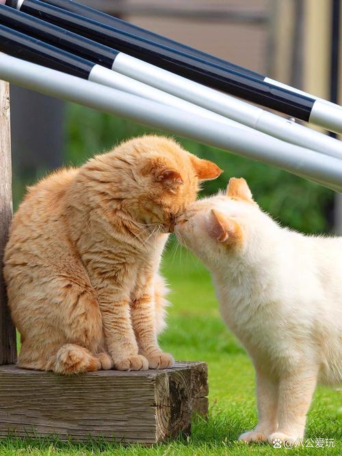 跟猫咪亲嘴会生病吗_和猫咪亲嘴会不会得狂犬病-第4张图片-后鲨宠物 跟猫咪亲嘴会生病吗_和猫咪亲嘴会不会得狂犬病-第4张图片-后鲨宠物