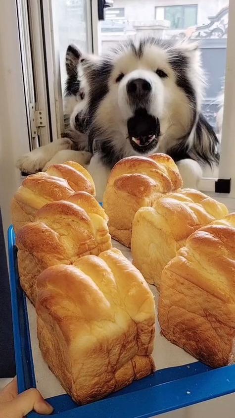 狗狗可以吃面包么,狗能吃面包吗吗-第1张图片-后鲨宠物 狗狗可以吃面包么,狗能吃面包吗吗-第1张图片-后鲨宠物