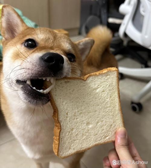 狗狗可以吃面包么,狗能吃面包吗吗-第5张图片-后鲨宠物 狗狗可以吃面包么,狗能吃面包吗吗-第5张图片-后鲨宠物