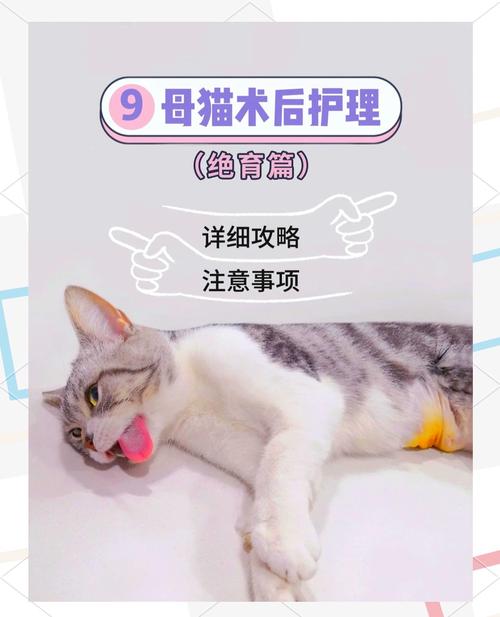 猫咪绝育后怎么照顾,猫猫绝育了怎么照顾-第3张图片-后鲨宠物 猫咪绝育后怎么照顾,猫猫绝育了怎么照顾-第3张图片-后鲨宠物
