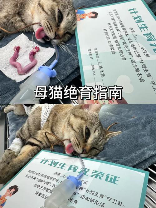 猫咪绝育后怎么照顾,猫猫绝育了怎么照顾-第5张图片-后鲨宠物 猫咪绝育后怎么照顾,猫猫绝育了怎么照顾-第5张图片-后鲨宠物