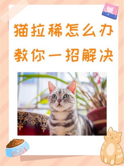 小猫咪有点拉稀怎么办,小猫有些拉稀?-第5张图片-后鲨宠物 小猫咪有点拉稀怎么办,小猫有些拉稀?-第5张图片-后鲨宠物