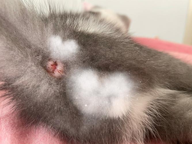 猫咪屁股不干净,猫咪屁股不干净有大便残留发红-第1张图片-后鲨宠物 猫咪屁股不干净,猫咪屁股不干净有大便残留发红-第1张图片-后鲨宠物