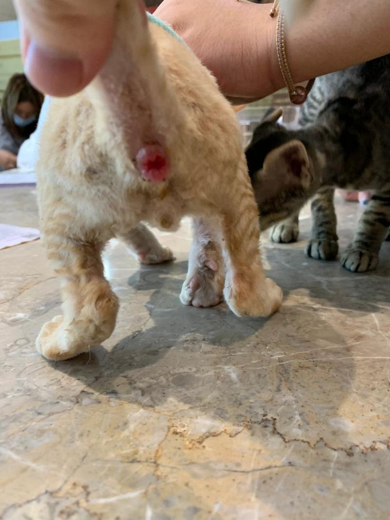 猫咪屁股不干净,猫咪屁股不干净有大便残留发红-第2张图片-后鲨宠物 猫咪屁股不干净,猫咪屁股不干净有大便残留发红-第2张图片-后鲨宠物