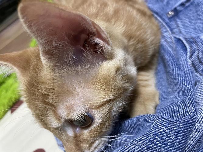 猫咪眼睛上面毛少_猫眼睛上边毛变少了怎么办-第2张图片-后鲨宠物 猫咪眼睛上面毛少_猫眼睛上边毛变少了怎么办-第2张图片-后鲨宠物