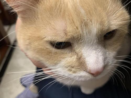 猫咪眼睛上面毛少_猫眼睛上边毛变少了怎么办-第3张图片-后鲨宠物 猫咪眼睛上面毛少_猫眼睛上边毛变少了怎么办-第3张图片-后鲨宠物