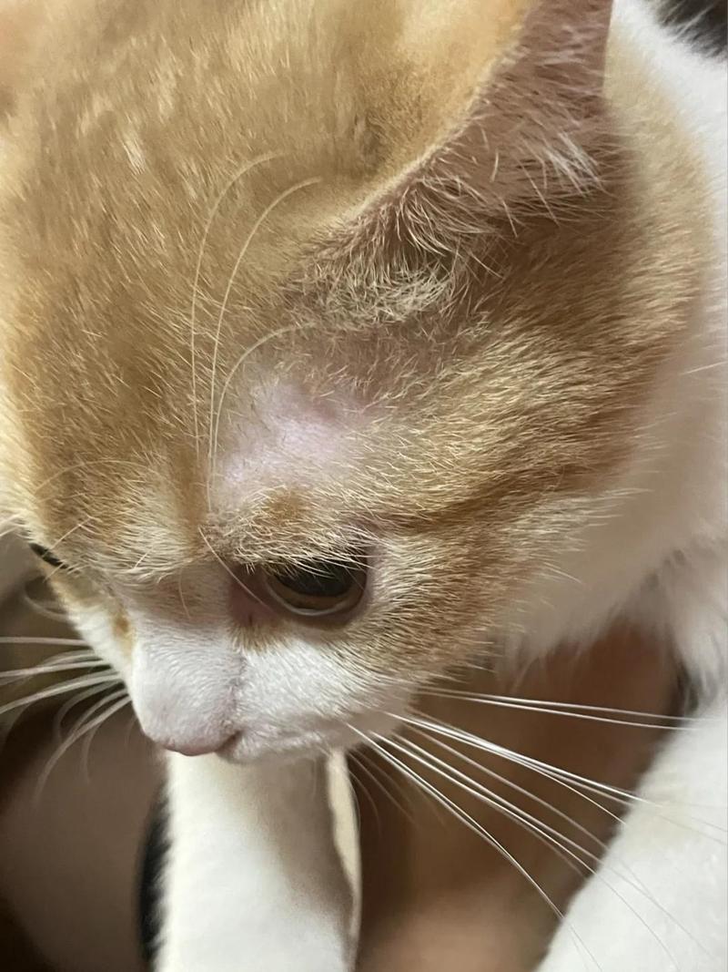 猫咪眼睛上面毛少_猫眼睛上边毛变少了怎么办-第4张图片-后鲨宠物 猫咪眼睛上面毛少_猫眼睛上边毛变少了怎么办-第4张图片-后鲨宠物