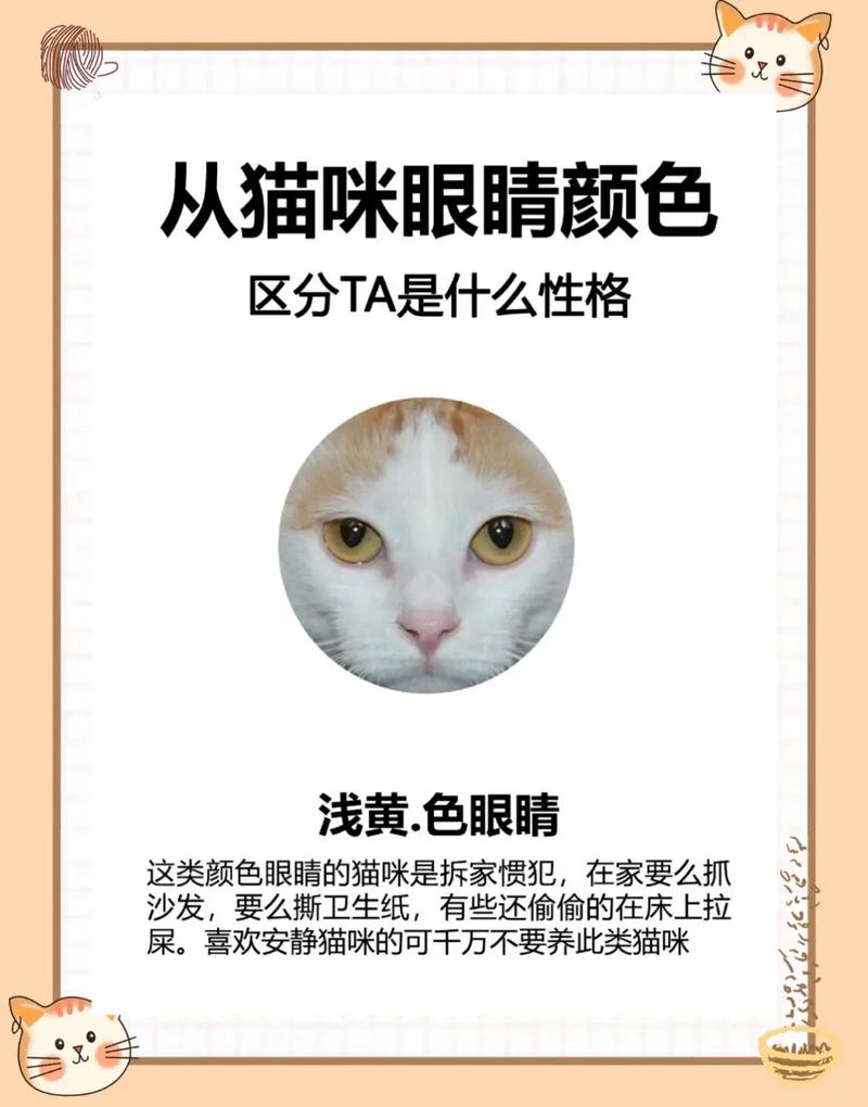猫咪眼睛上面毛少_猫眼睛上边毛变少了怎么办-第5张图片-后鲨宠物 猫咪眼睛上面毛少_猫眼睛上边毛变少了怎么办-第5张图片-后鲨宠物