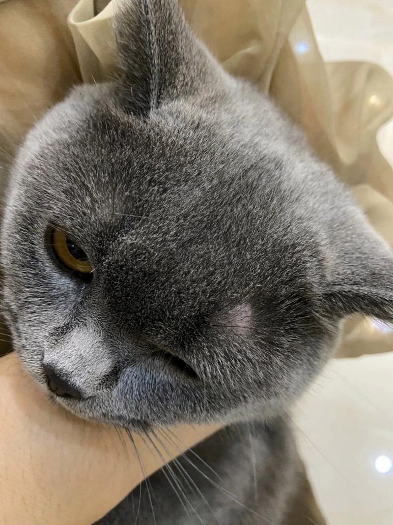 猫咪眼睛上面毛少_猫眼睛上边毛变少了怎么办-第6张图片-后鲨宠物 猫咪眼睛上面毛少_猫眼睛上边毛变少了怎么办-第6张图片-后鲨宠物