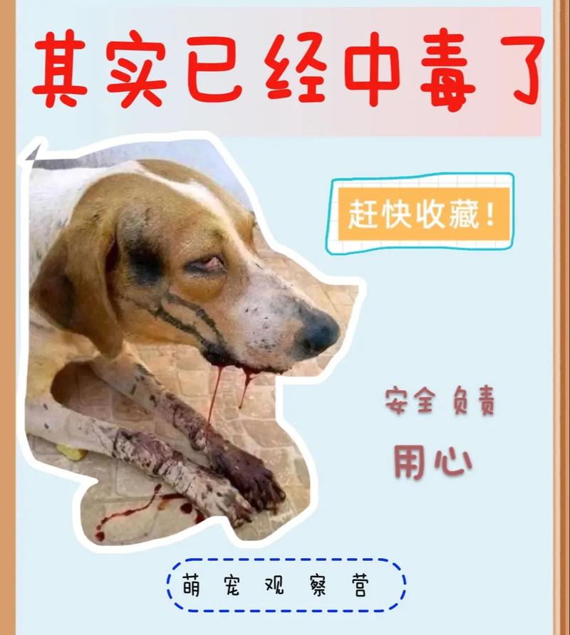 狗狗轻微中毒的症状,狗狗轻微中毒会自然恢复吗-第2张图片-后鲨宠物 狗狗轻微中毒的症状,狗狗轻微中毒会自然恢复吗-第2张图片-后鲨宠物