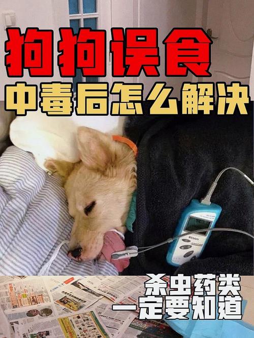 狗狗轻微中毒的症状,狗狗轻微中毒会自然恢复吗-第4张图片-后鲨宠物 狗狗轻微中毒的症状,狗狗轻微中毒会自然恢复吗-第4张图片-后鲨宠物