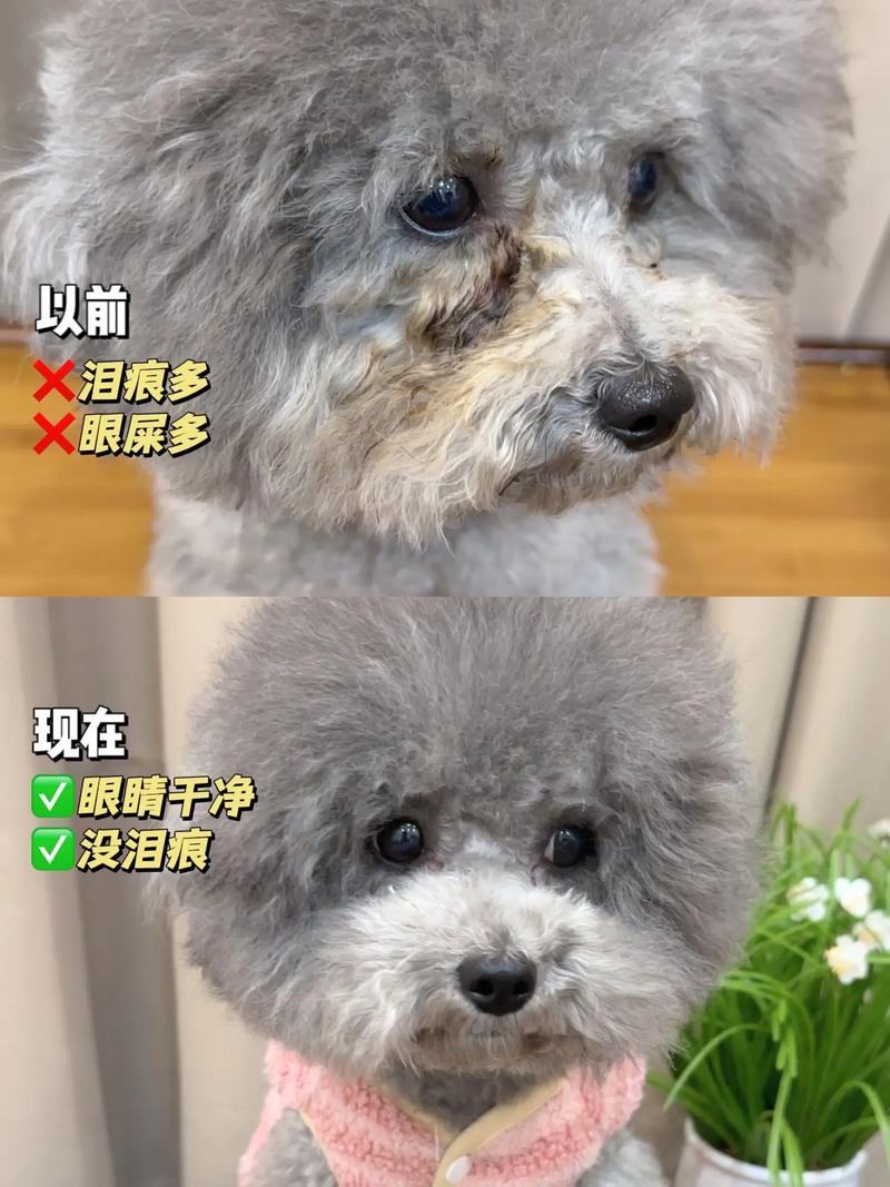 狗狗泪痕是什么,小狗有泪痕是怎么解决-第3张图片-后鲨宠物 狗狗泪痕是什么,小狗有泪痕是怎么解决-第3张图片-后鲨宠物