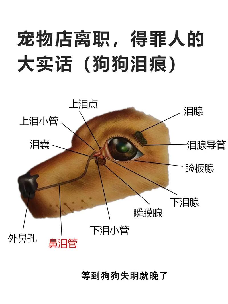 狗狗泪痕是什么,小狗有泪痕是怎么解决-第5张图片-后鲨宠物 狗狗泪痕是什么,小狗有泪痕是怎么解决-第5张图片-后鲨宠物