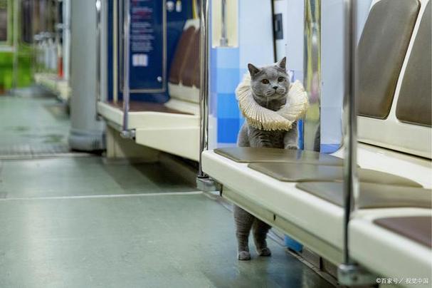 猫咪可以上高铁吗_宠物猫咪可以上高铁吗-第3张图片-后鲨宠物 猫咪可以上高铁吗_宠物猫咪可以上高铁吗-第3张图片-后鲨宠物