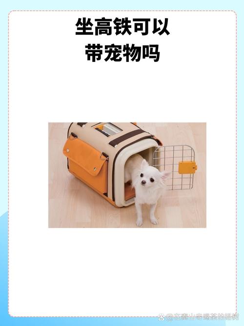 猫咪可以上高铁吗_宠物猫咪可以上高铁吗-第4张图片-后鲨宠物 猫咪可以上高铁吗_宠物猫咪可以上高铁吗-第4张图片-后鲨宠物