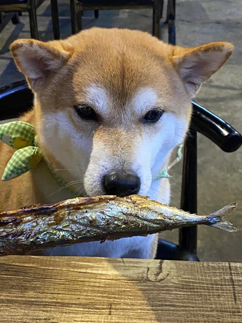 狗狗可以吃秋刀鱼吗,狗能不能吃秋葵?-第1张图片-后鲨宠物 狗狗可以吃秋刀鱼吗,狗能不能吃秋葵?-第1张图片-后鲨宠物