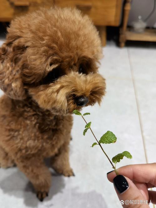 狗狗能吃薄荷吗,狗狗能不能吃薄荷糖?-第1张图片-后鲨宠物 狗狗能吃薄荷吗,狗狗能不能吃薄荷糖?-第1张图片-后鲨宠物