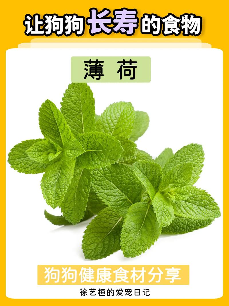 狗狗能吃薄荷吗,狗狗能不能吃薄荷糖?-第3张图片-后鲨宠物 狗狗能吃薄荷吗,狗狗能不能吃薄荷糖?-第3张图片-后鲨宠物