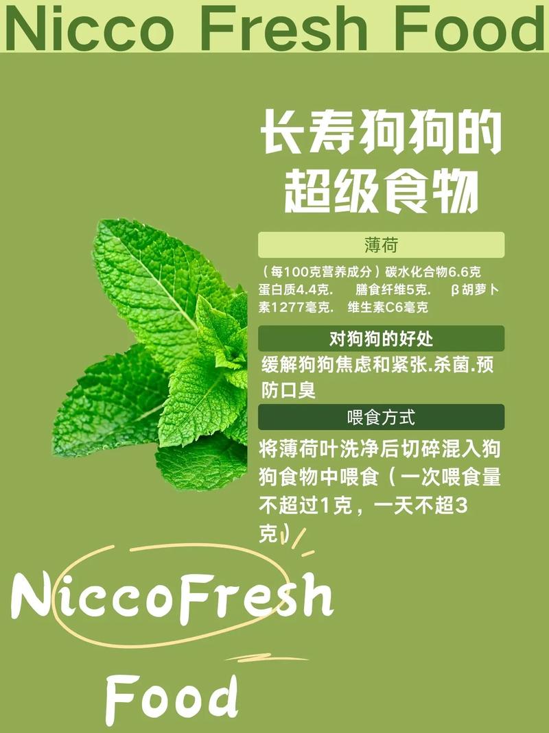 狗狗能吃薄荷吗,狗狗能不能吃薄荷糖?-第5张图片-后鲨宠物 狗狗能吃薄荷吗,狗狗能不能吃薄荷糖?-第5张图片-后鲨宠物