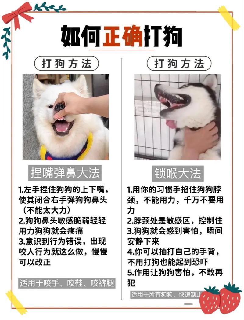 怎样才能训练狗狗听话_怎样才能训练狗狗听话的能力-第3张图片-后鲨宠物 怎样才能训练狗狗听话_怎样才能训练狗狗听话的能力-第3张图片-后鲨宠物