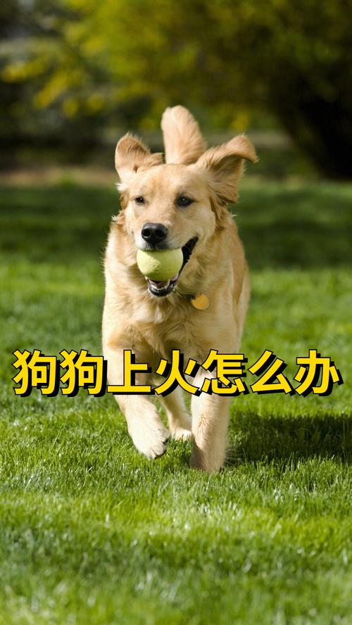 狗狗吃狗粮上火怎么办,小狗吃狗粮上火正常吗?-第2张图片-后鲨宠物 狗狗吃狗粮上火怎么办,小狗吃狗粮上火正常吗?-第2张图片-后鲨宠物