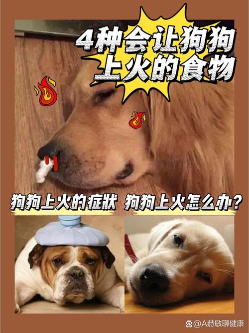 狗狗吃狗粮上火怎么办,小狗吃狗粮上火正常吗?-第5张图片-后鲨宠物 狗狗吃狗粮上火怎么办,小狗吃狗粮上火正常吗?-第5张图片-后鲨宠物