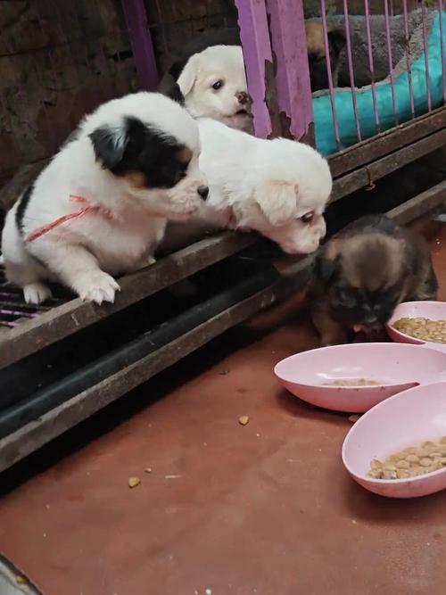 狗狗可以吃糯米饭吗_狗狗可以吃糯米不-第1张图片-后鲨宠物 狗狗可以吃糯米饭吗_狗狗可以吃糯米不-第1张图片-后鲨宠物