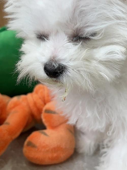 狗狗可以吃糯米饭吗_狗狗可以吃糯米不-第3张图片-后鲨宠物 狗狗可以吃糯米饭吗_狗狗可以吃糯米不-第3张图片-后鲨宠物