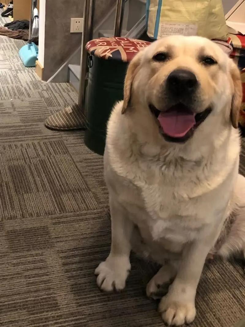 狗狗可以吃糯米饭吗_狗狗可以吃糯米不-第4张图片-后鲨宠物 狗狗可以吃糯米饭吗_狗狗可以吃糯米不-第4张图片-后鲨宠物