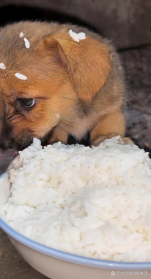 狗狗可以吃糯米饭吗_狗狗可以吃糯米不-第5张图片-后鲨宠物 狗狗可以吃糯米饭吗_狗狗可以吃糯米不-第5张图片-后鲨宠物