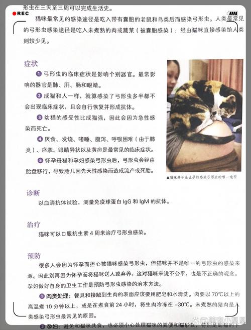 怎么预防猫咪弓形虫,预防猫咪弓形虫是吃药还是打针呢?-第4张图片-后鲨宠物 怎么预防猫咪弓形虫,预防猫咪弓形虫是吃药还是打针呢?-第4张图片-后鲨宠物