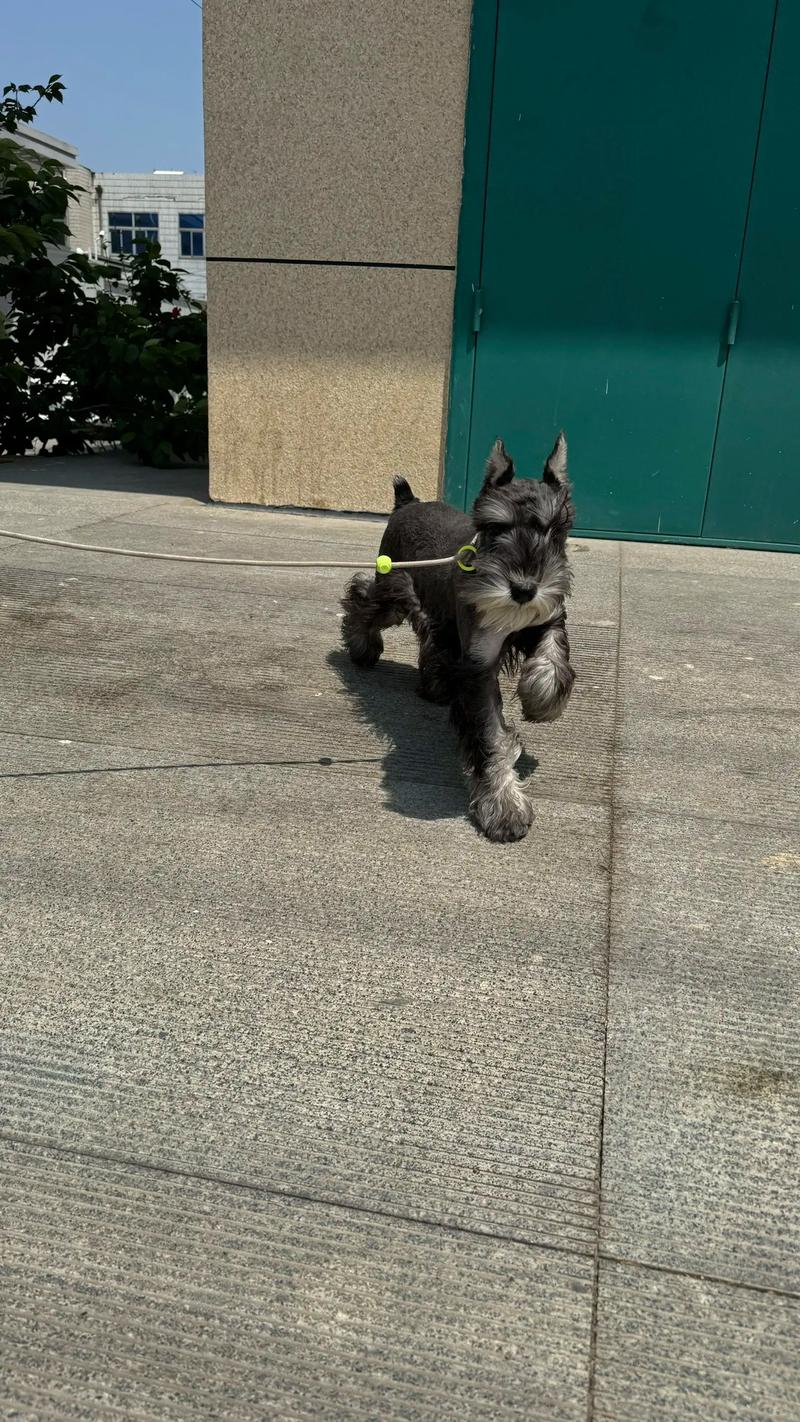 狗狗多大适合训练,狗狗应该多大就可以训练了?-第1张图片-后鲨宠物 狗狗多大适合训练,狗狗应该多大就可以训练了?-第1张图片-后鲨宠物