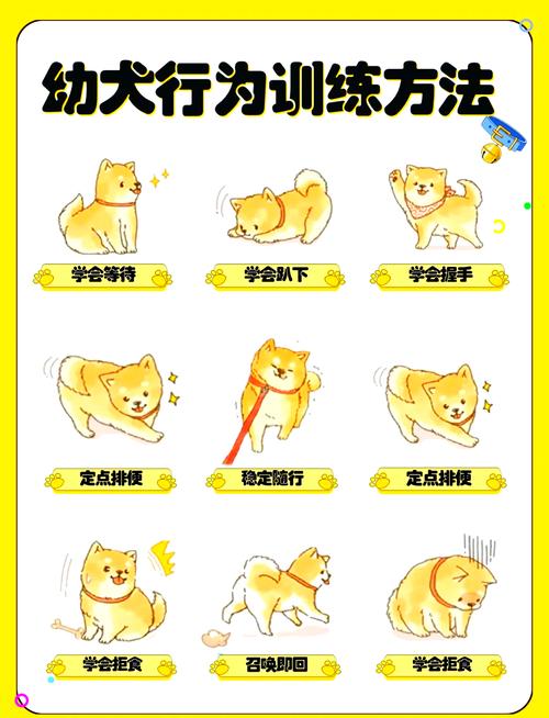 狗狗多大适合训练,狗狗应该多大就可以训练了?-第3张图片-后鲨宠物 狗狗多大适合训练,狗狗应该多大就可以训练了?-第3张图片-后鲨宠物