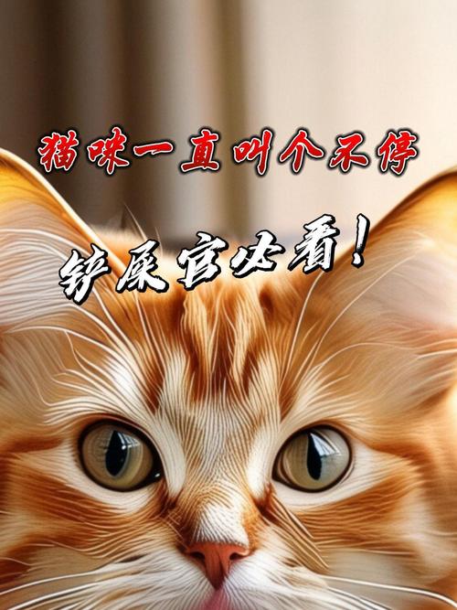 猫咪一直叫怎么办,刚买的猫咪一直叫怎么办-第4张图片-后鲨宠物 猫咪一直叫怎么办,刚买的猫咪一直叫怎么办-第4张图片-后鲨宠物