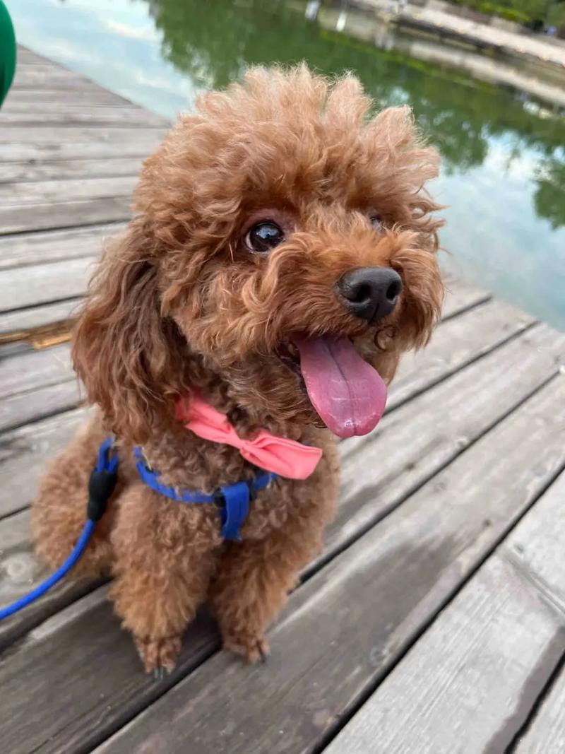 狗狗嗓子发炎吃什么药,狗狗嗓子有炎症-第1张图片-后鲨宠物 狗狗嗓子发炎吃什么药,狗狗嗓子有炎症-第1张图片-后鲨宠物