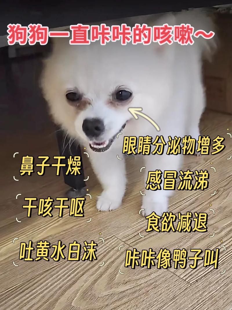 狗狗嗓子发炎吃什么药,狗狗嗓子有炎症-第6张图片-后鲨宠物 狗狗嗓子发炎吃什么药,狗狗嗓子有炎症-第6张图片-后鲨宠物