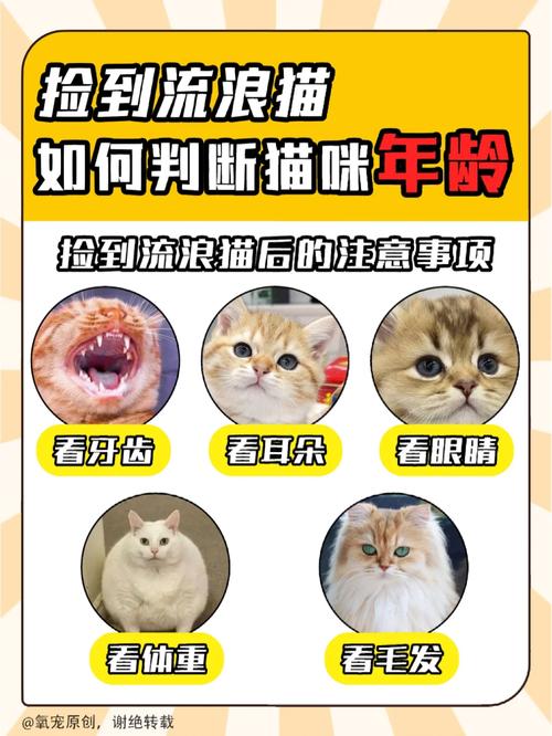 如何看猫咪的年龄,如何看出来猫咪年龄-第4张图片-后鲨宠物 如何看猫咪的年龄,如何看出来猫咪年龄-第4张图片-后鲨宠物